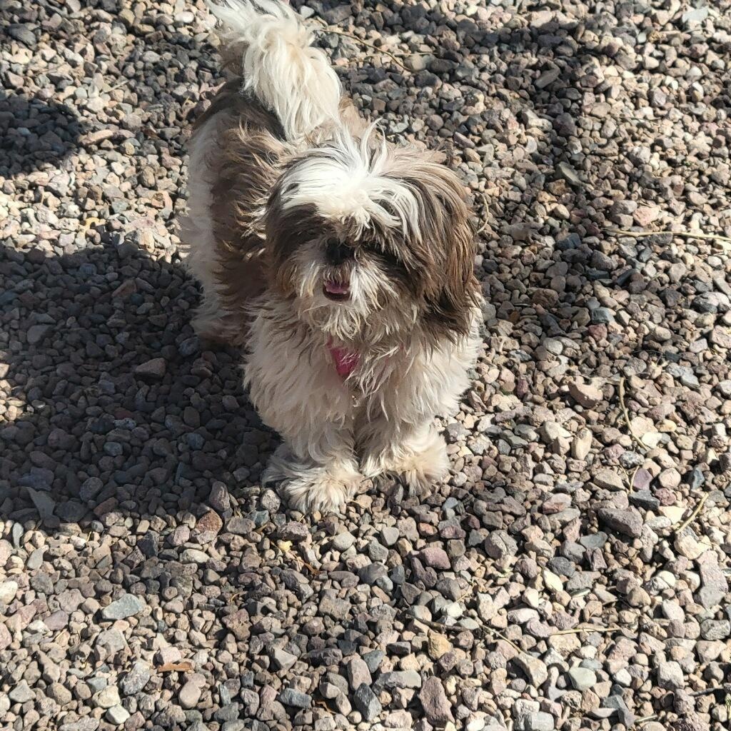 Charlie, Adoptable, Adult Male Shih Tzu.