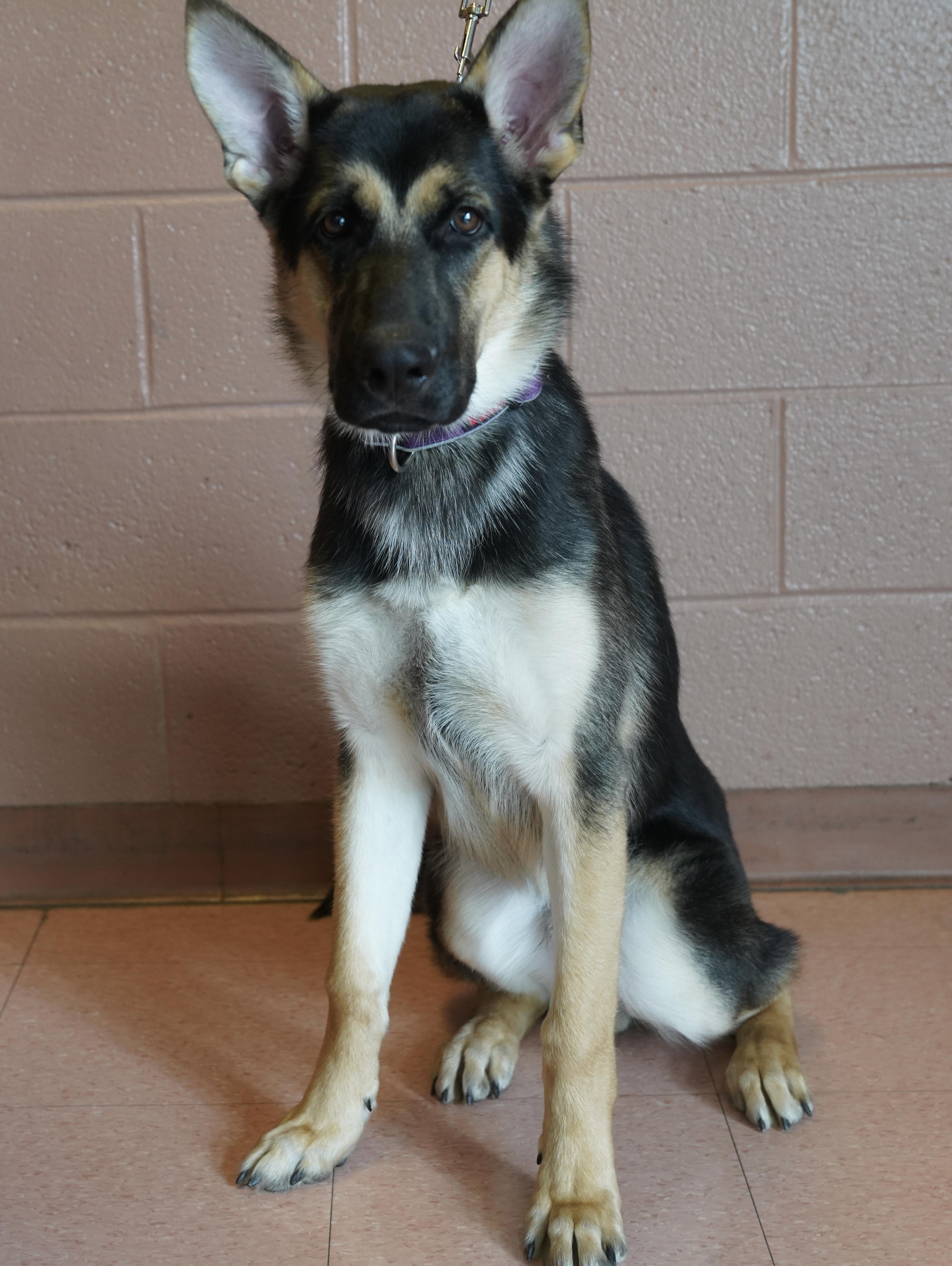 Enlarge Brutus , a ADOPTABLE German Shepherd Dog in Pottsville, PA image 2/4