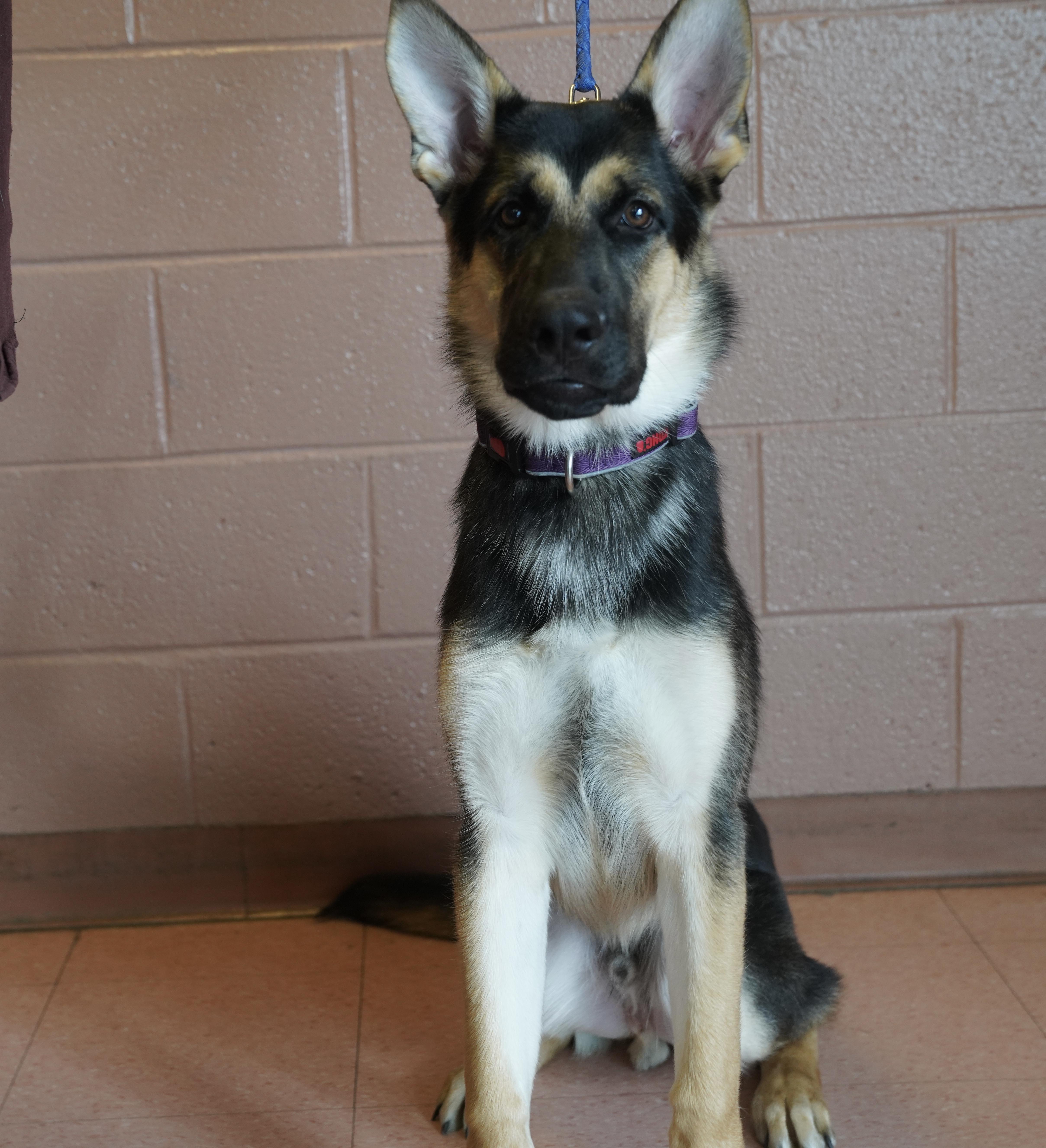 Brutus , ADOPTABLE, Young Male German Shepherd Dog.