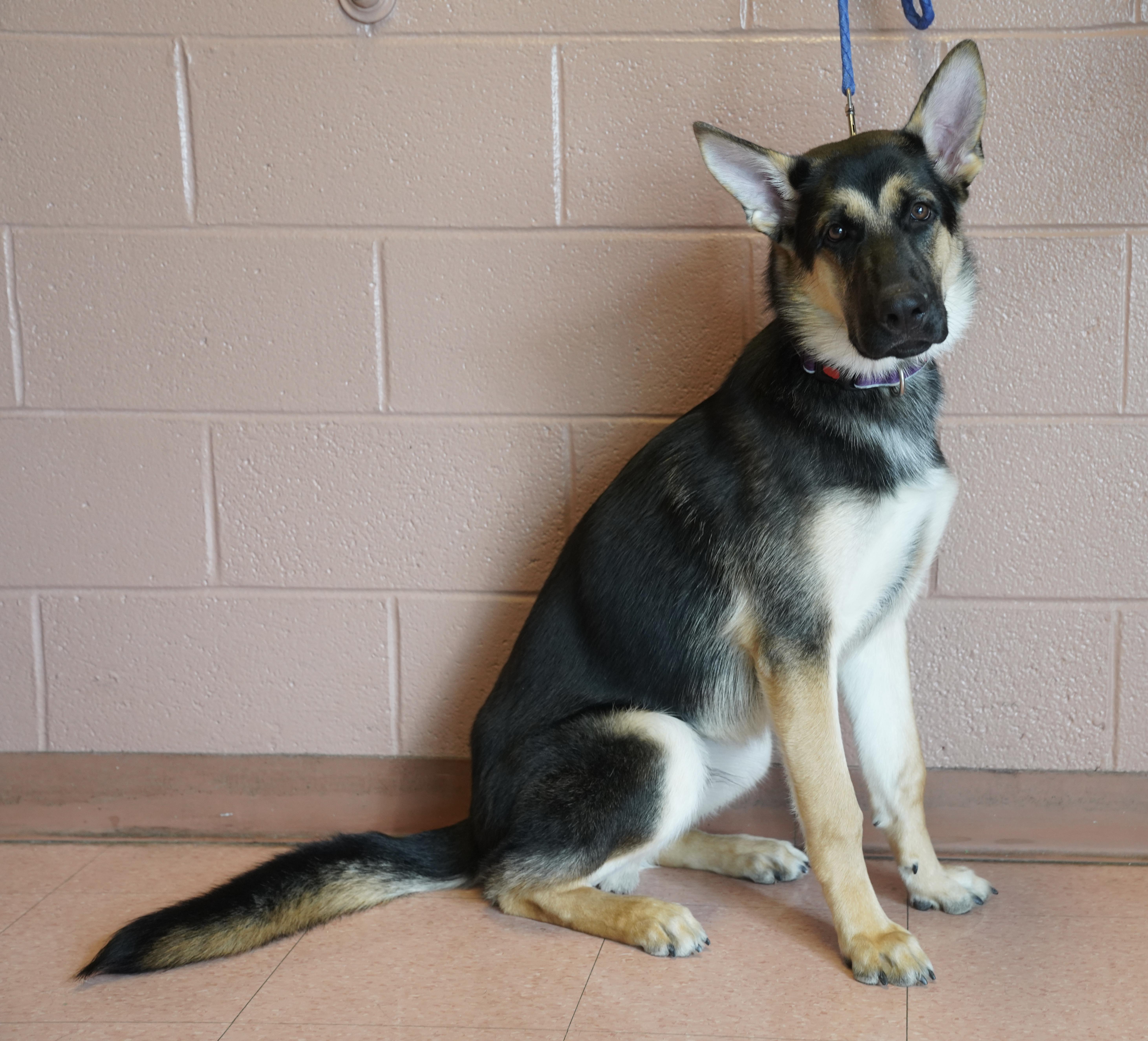 Enlarge Brutus , a ADOPTABLE German Shepherd Dog in Pottsville, PA image 3/4