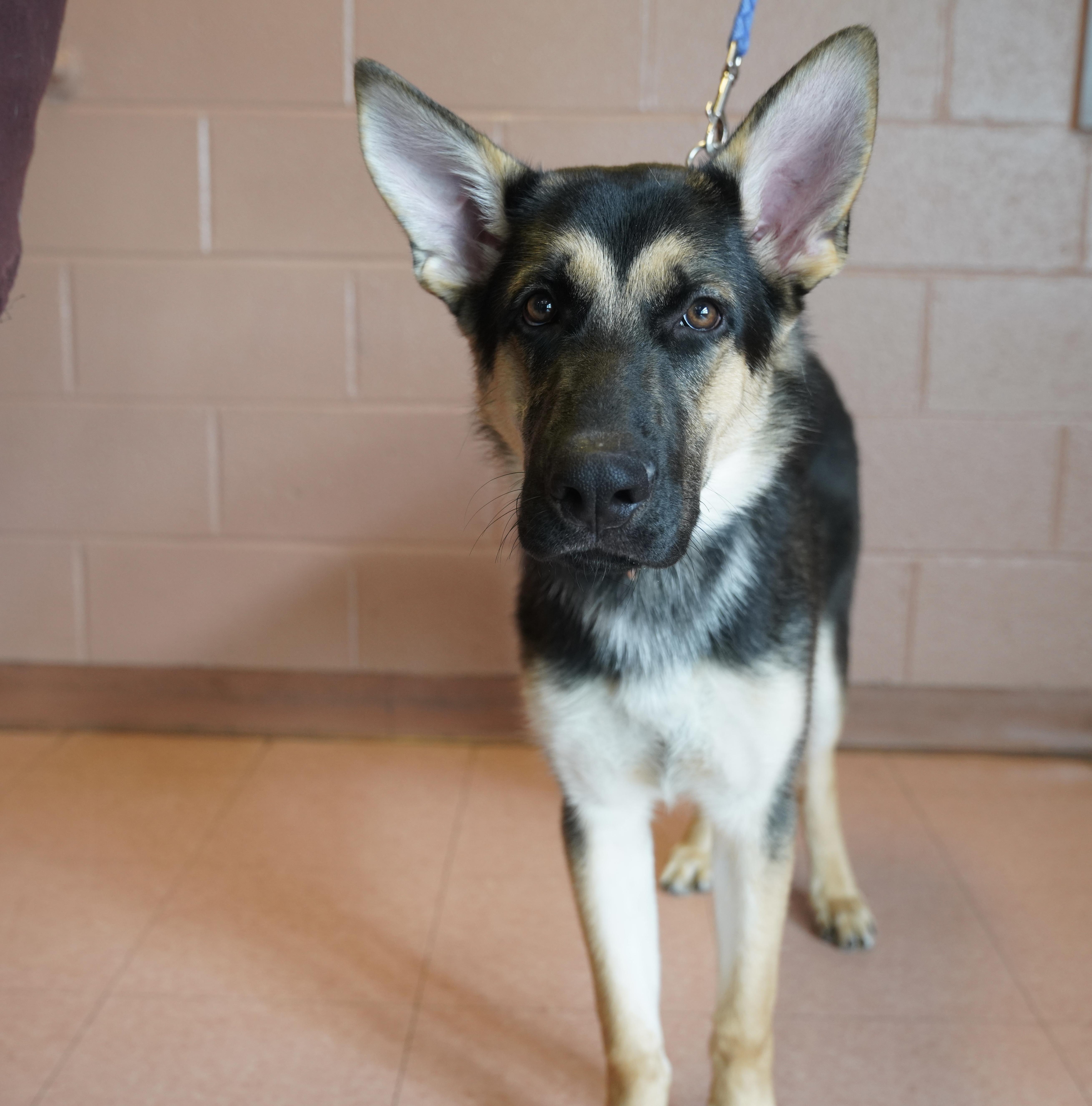 Enlarge Brutus , a ADOPTABLE German Shepherd Dog in Pottsville, PA image 4/4