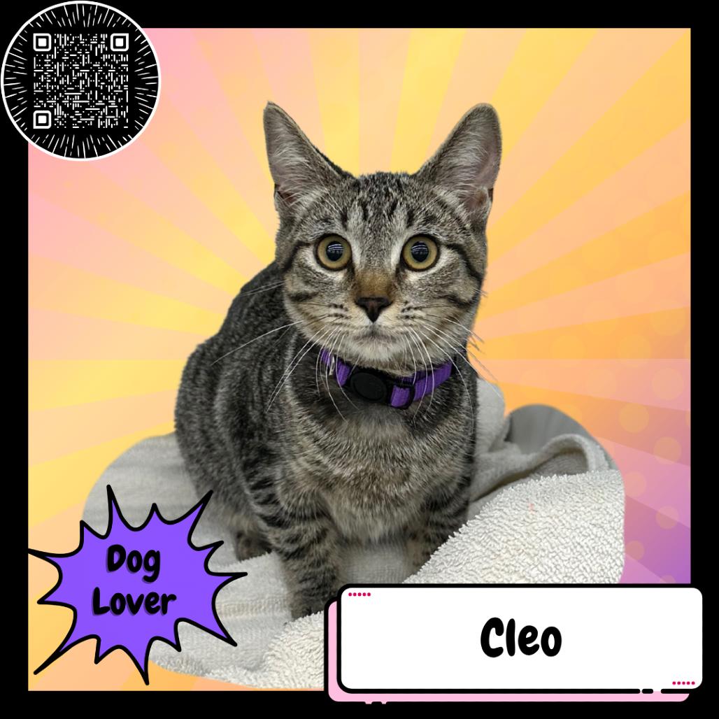 Cleo, the Poodle, Adoptable, Young Female Domestic Short Hair.