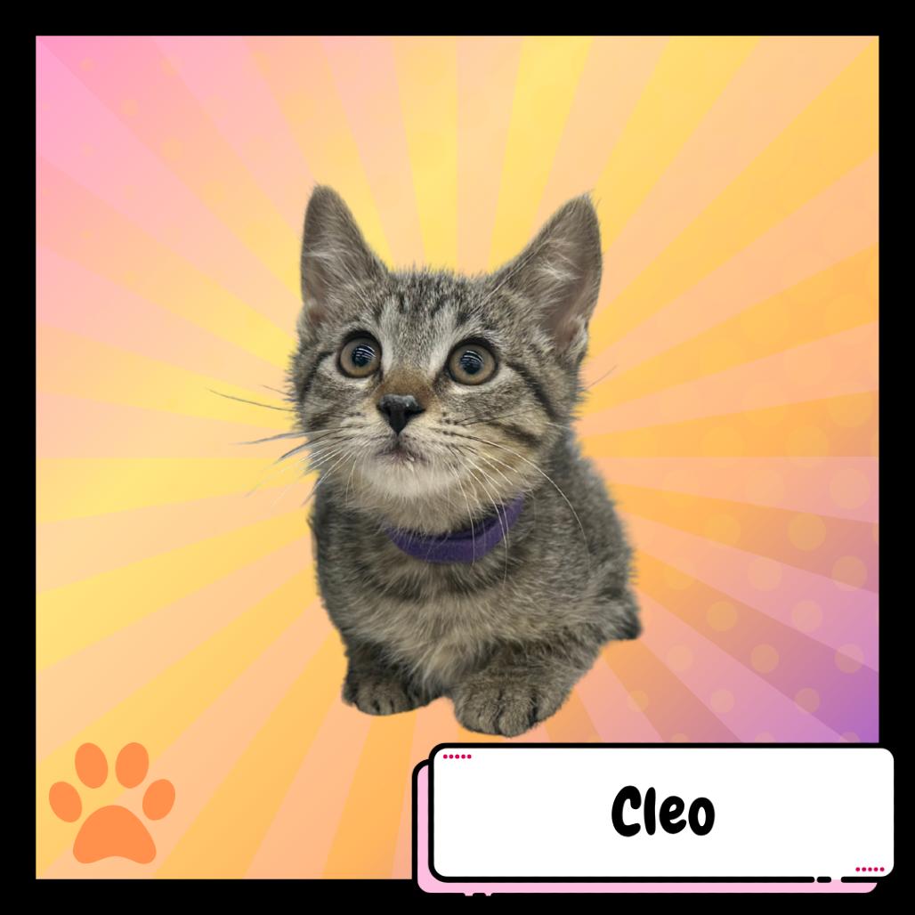 Enlarge Cleo, the Poodle, a Adoptable Domestic Short Hair in Suisun City, CA image 3/4