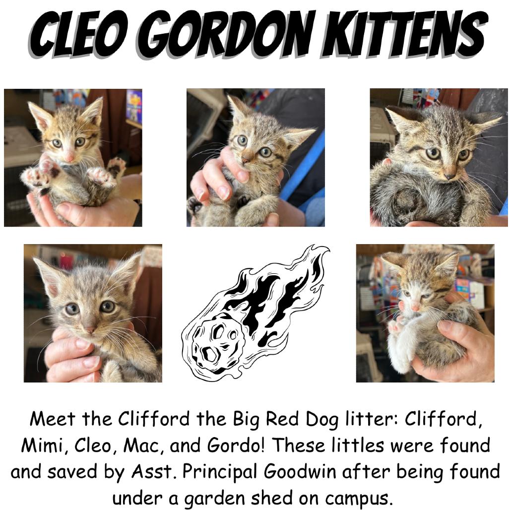 Cleo, the Poodle, a Adoptable Domestic Short Hair in Suisun City, CA image 2/4