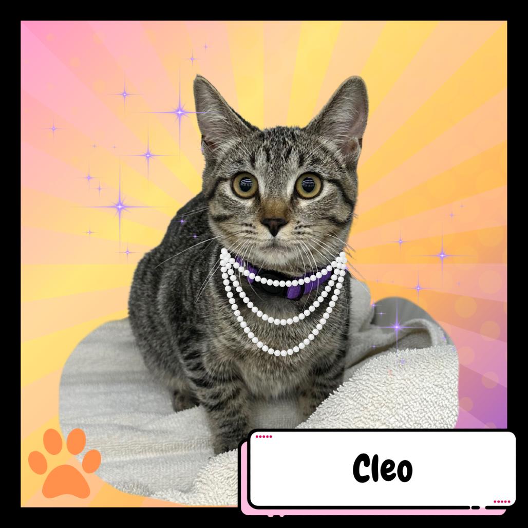 Cleo, the Poodle, a Adoptable Domestic Short Hair in Suisun City, CA image 4/4