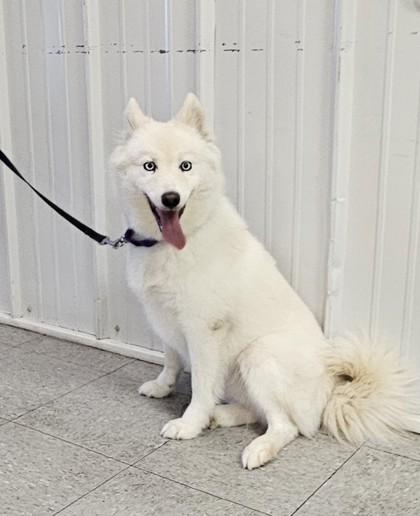 Enlarge Ember, a Adoptable mixed breed in Freeport, IL image 2/6