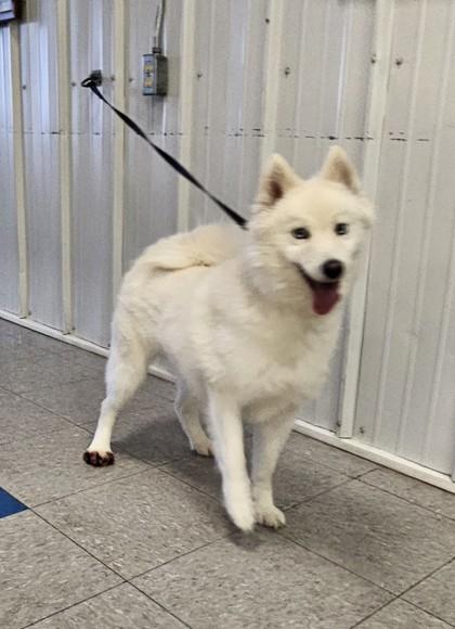 Enlarge Ember, a Adoptable mixed breed in Freeport, IL image 5/6