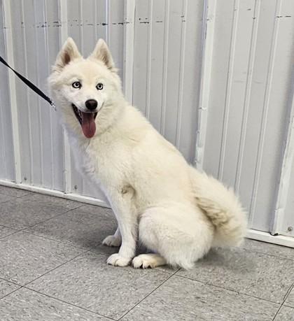 Enlarge Ember, a Adoptable mixed breed in Freeport, IL image 6/6