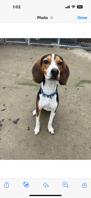 COPPER, Adopted, Young Male Beagle.