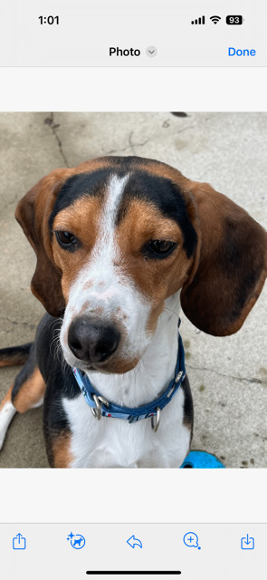 Enlarge COPPER, a Adopted Beagle in new york, NY image 2/3