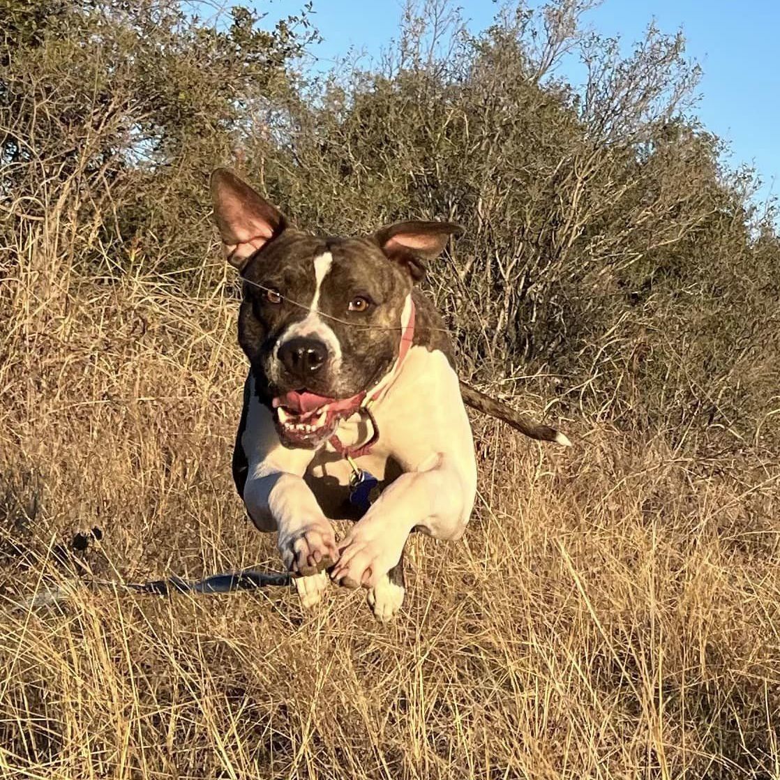 Martini, a Adoptable mixed breed in Georgetown, TX image 1/6