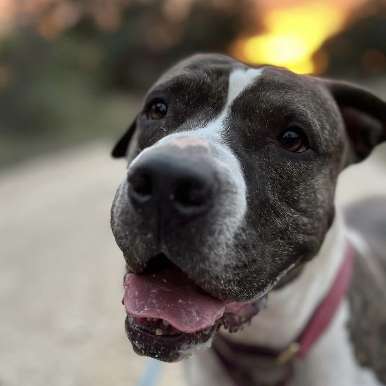 Martini, a Adoptable mixed breed in Georgetown, TX image 3/6