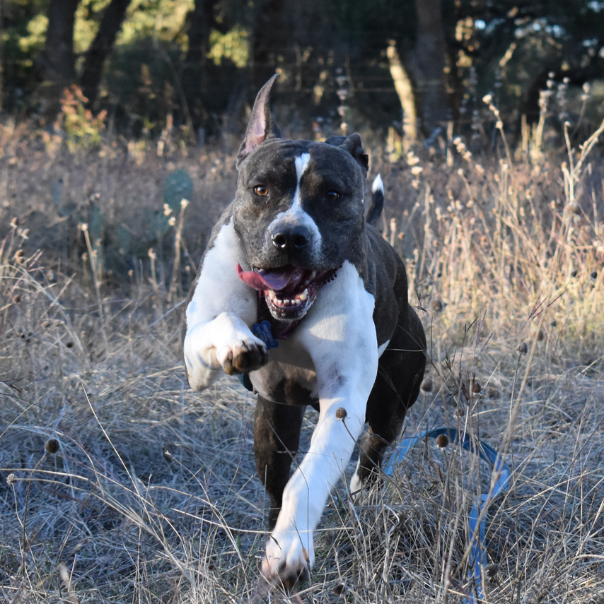 Martini, a Adoptable mixed breed in Georgetown, TX image 5/6