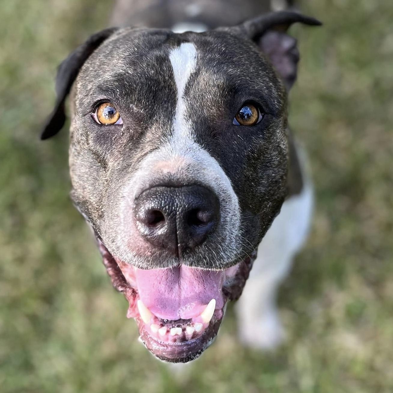 Martini, a Adoptable mixed breed in Georgetown, TX image 6/6