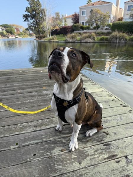 Maple, Adoptable, Senior Female Boxer & Pit Bull Terrier.