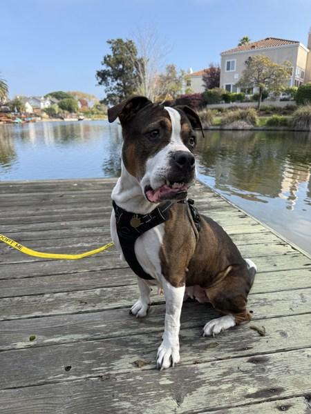 Maple, a Adoptable mixed breed in Oakland, CA image 2/6