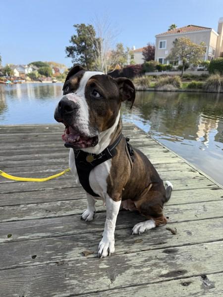 Maple, a Adoptable mixed breed in Oakland, CA image 3/6