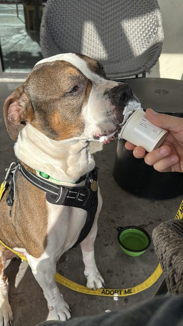 Maple, a Adoptable mixed breed in Oakland, CA image 4/6