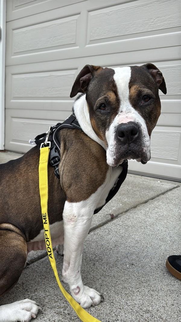 Maple, a Adoptable mixed breed in Oakland, CA image 5/6