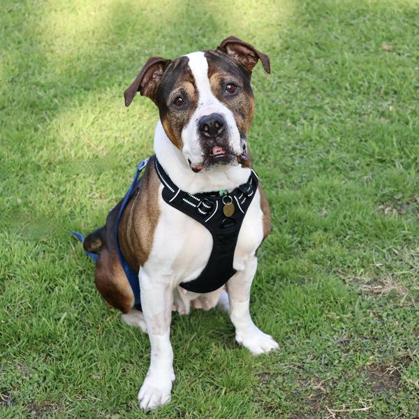 Maple, a Adoptable mixed breed in Oakland, CA image 6/6