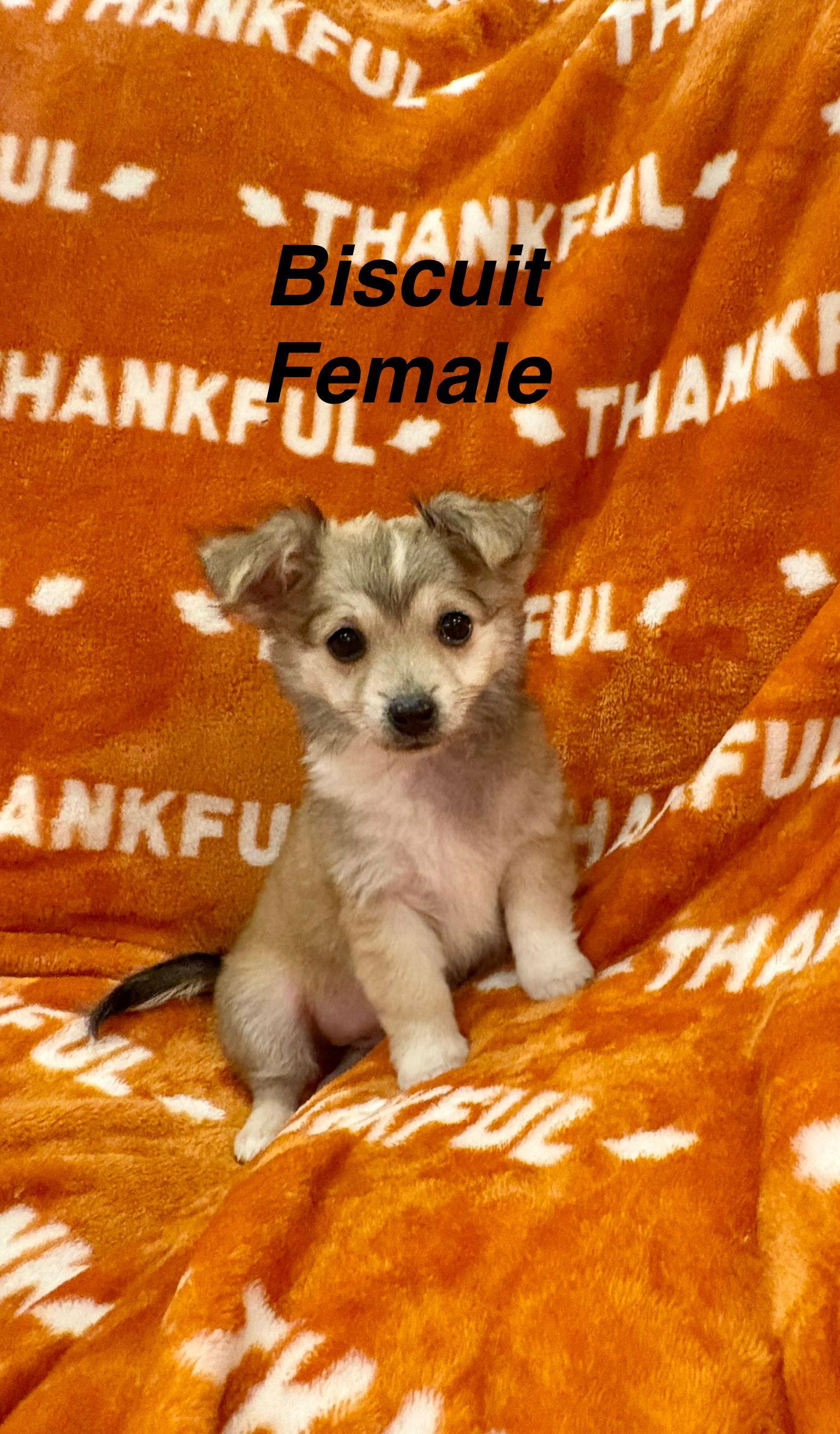 Biscuit, Adopted, Puppy Female Chihuahua & Terrier.
