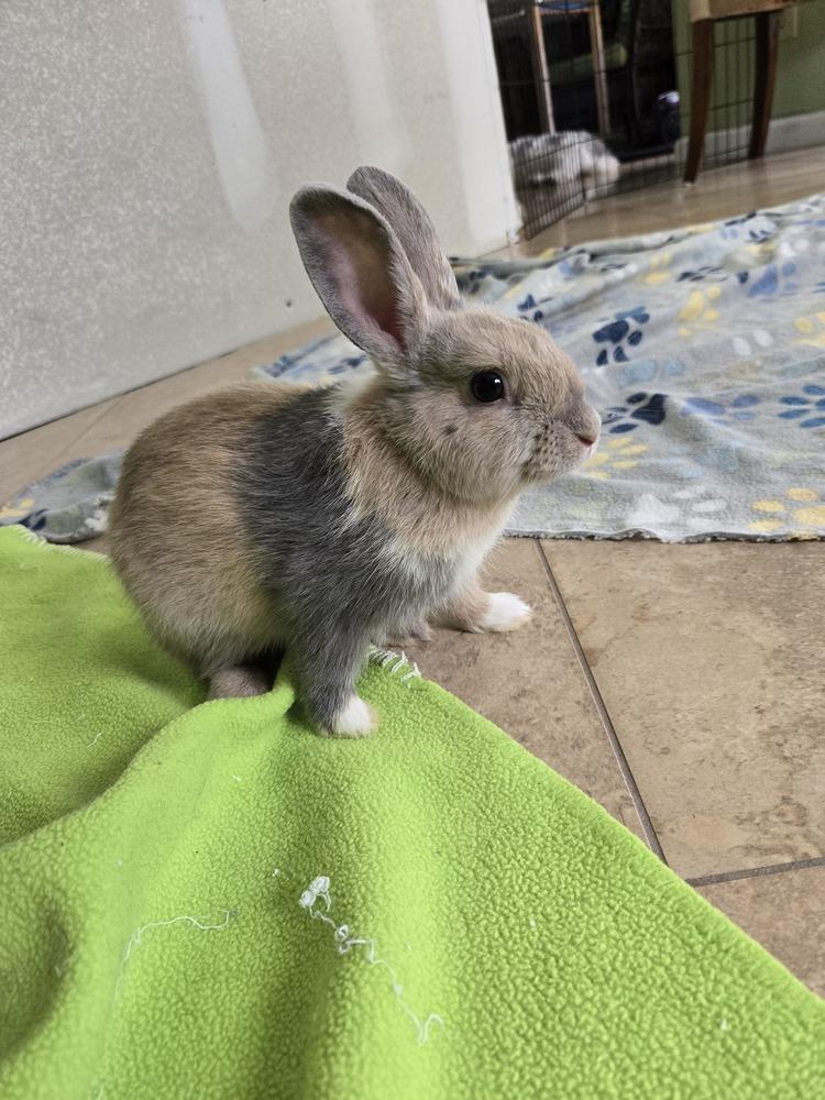 Enlarge Buttermilk, a Adoptable Harlequin in Melbourne, FL image 1/6