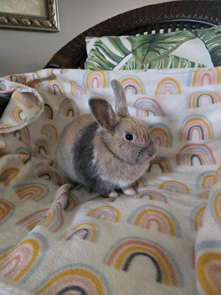 Enlarge Buttermilk, a Adoptable Harlequin in Melbourne, FL image 2/6