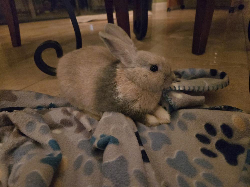 Enlarge Buttermilk, a Adoptable Harlequin in Melbourne, FL image 3/6