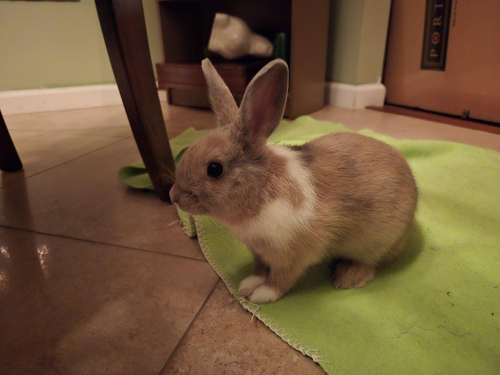 Enlarge Buttermilk, a Adoptable Harlequin in Melbourne, FL image 4/6