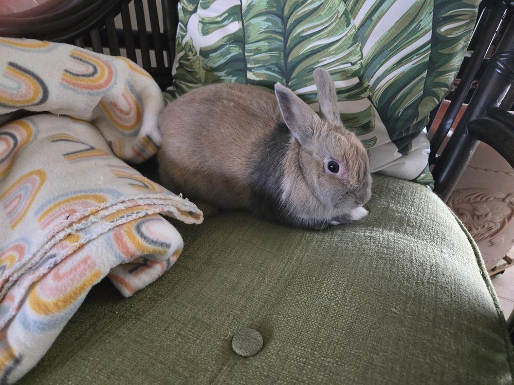 Enlarge Buttermilk, a Adoptable Harlequin in Melbourne, FL image 5/6