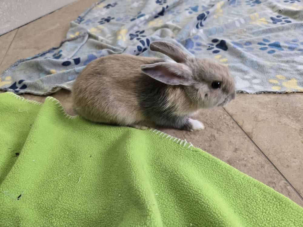 Enlarge Buttermilk, a Adoptable Harlequin in Melbourne, FL image 6/6