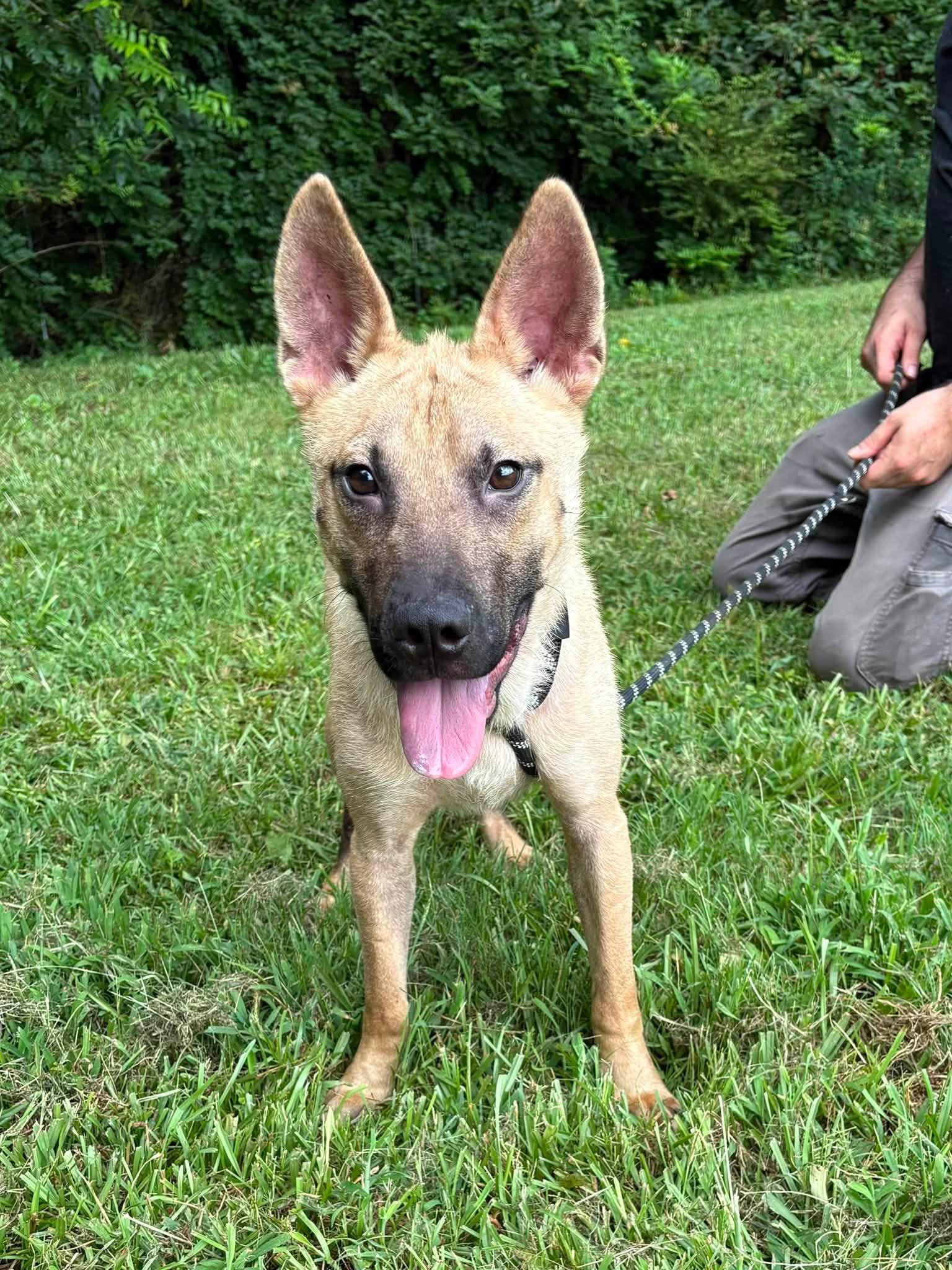 Enlarge Denali, a ADOPTABLE mixed breed in Monticello, GA image 1/2