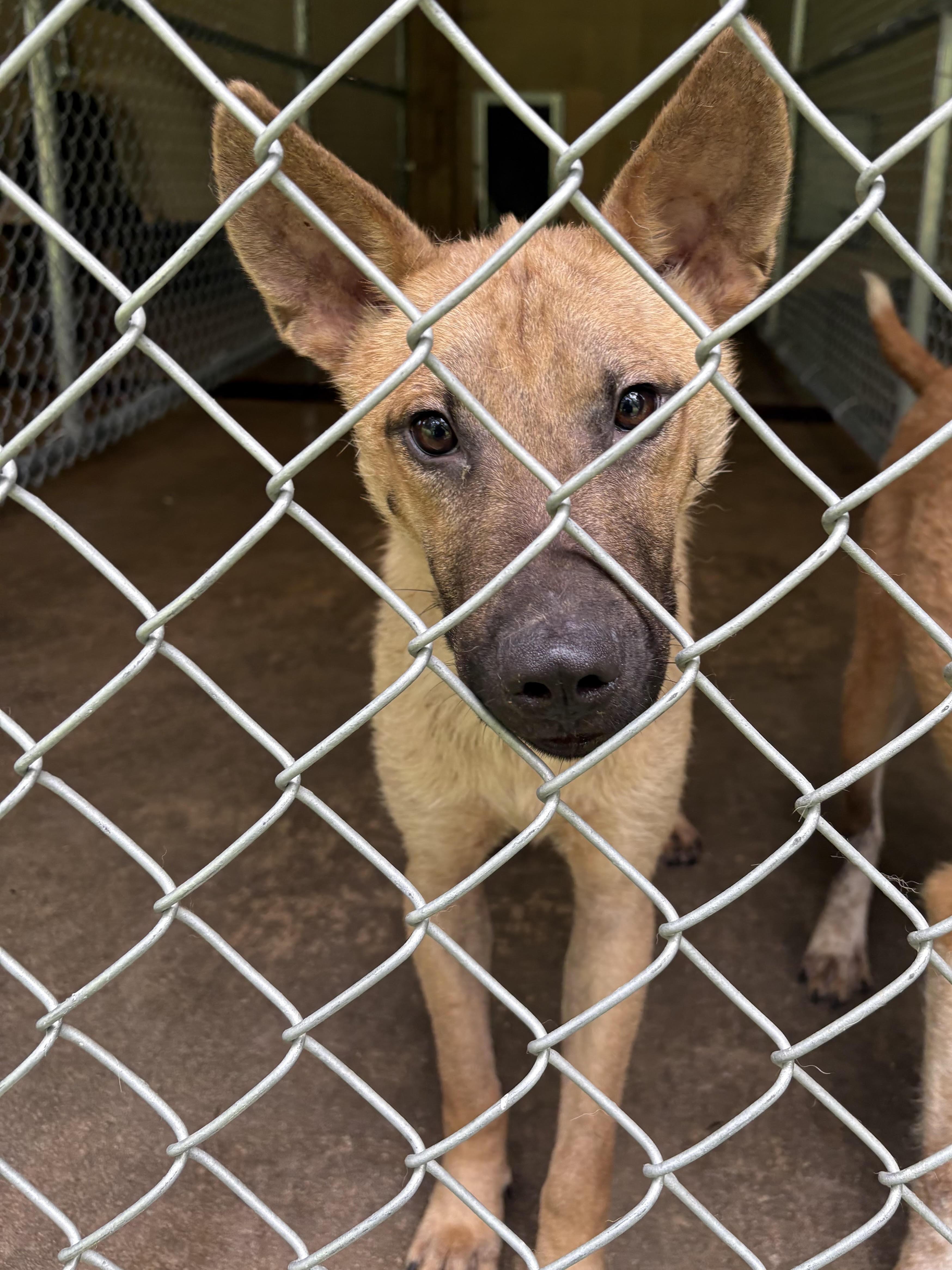 Enlarge Denali, a ADOPTABLE mixed breed in Monticello, GA image 2/2