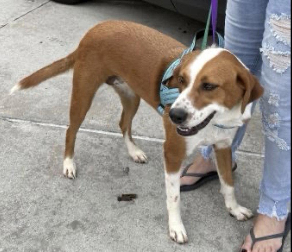Lady, Adoptable, Young Female Labrador Retriever & Border Collie.