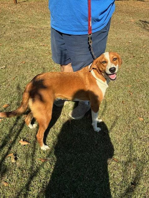 Lady, a Adoptable mixed breed in Mount Laurel, NJ image 2/3