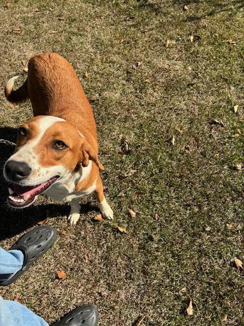 Lady, a Adoptable mixed breed in Mount Laurel, NJ image 3/3