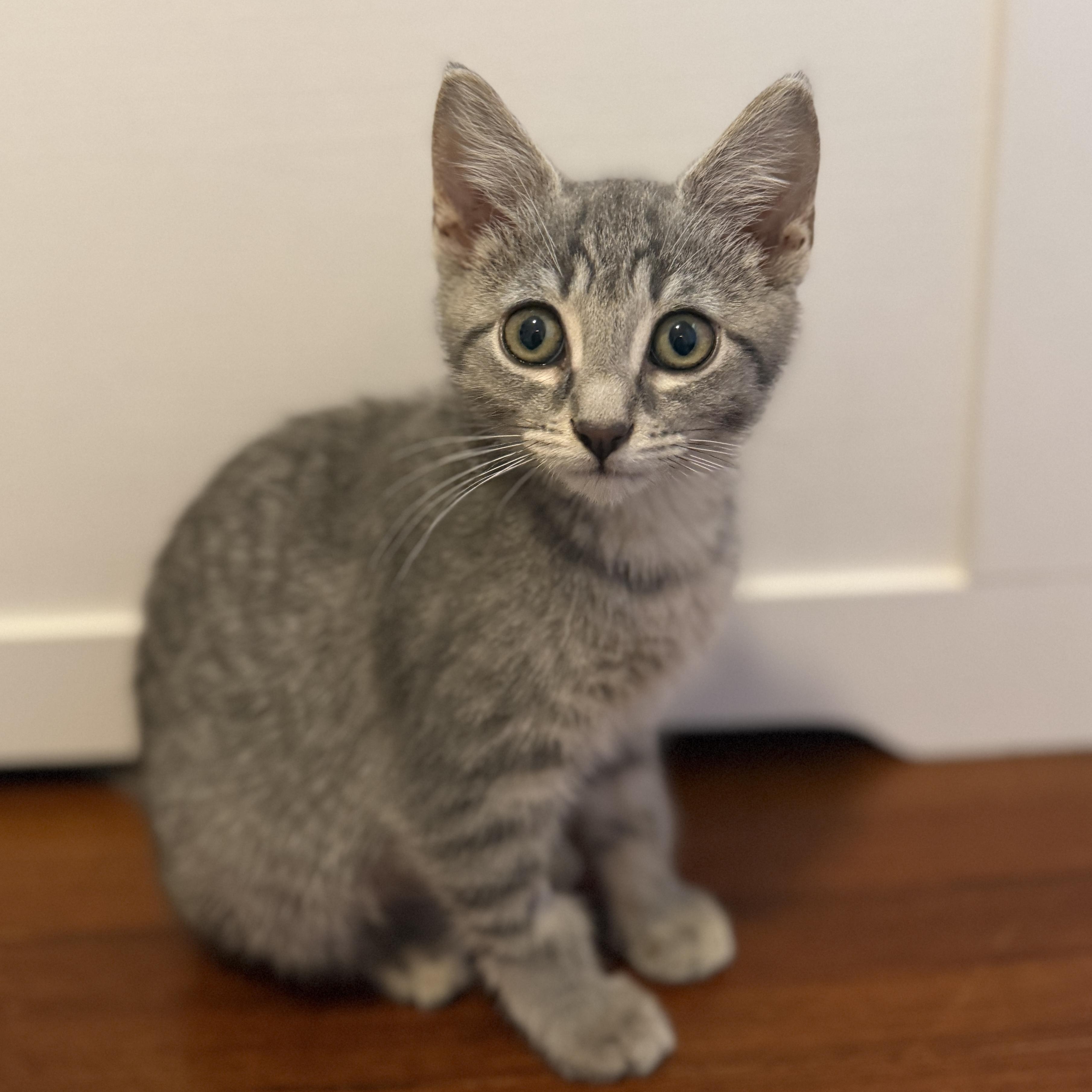 Enlarge Suzy, a ADOPTABLE Domestic Short Hair in Roanoke, VA image 1/1