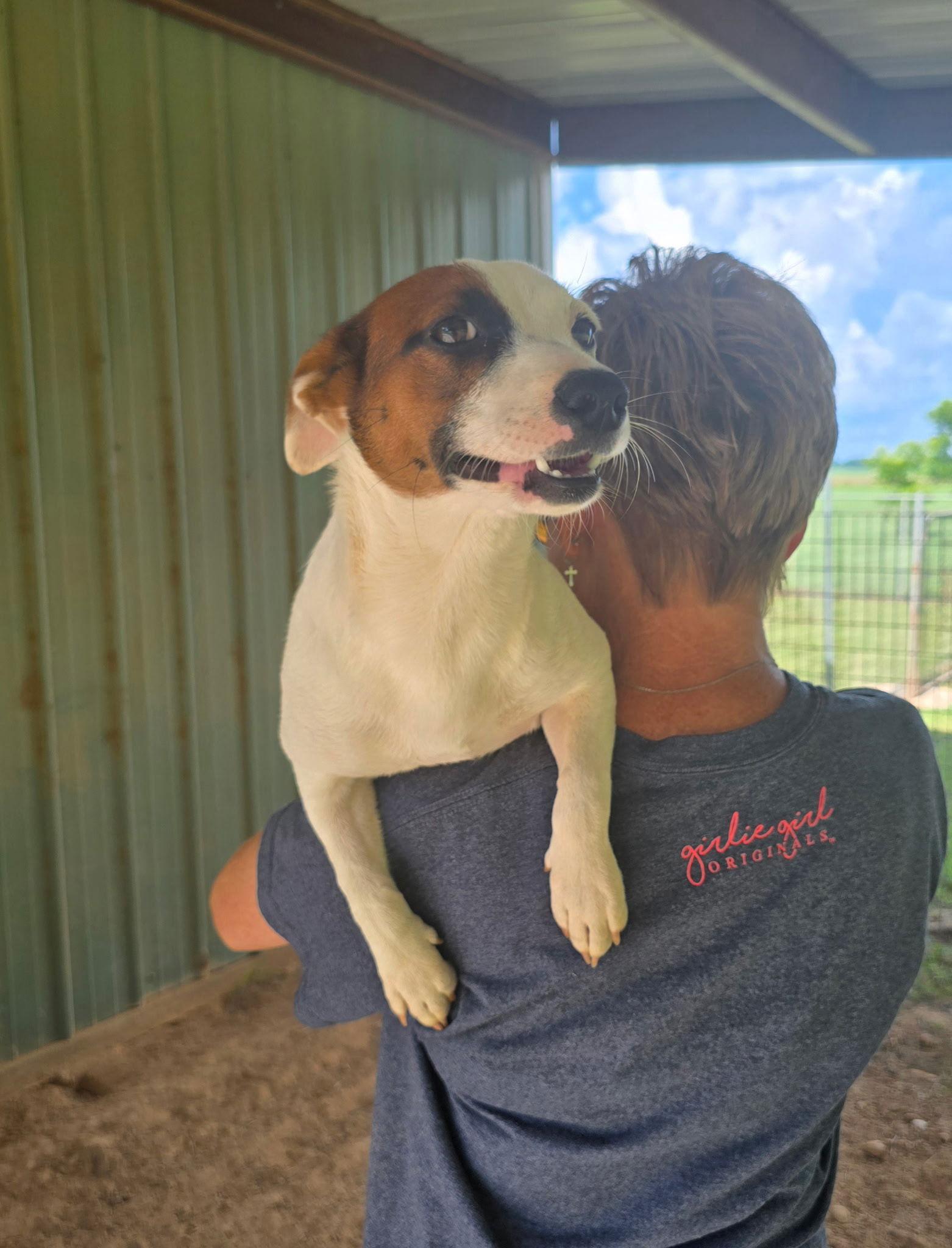 May, Adopted, Young Female Jack Russell Terrier.
