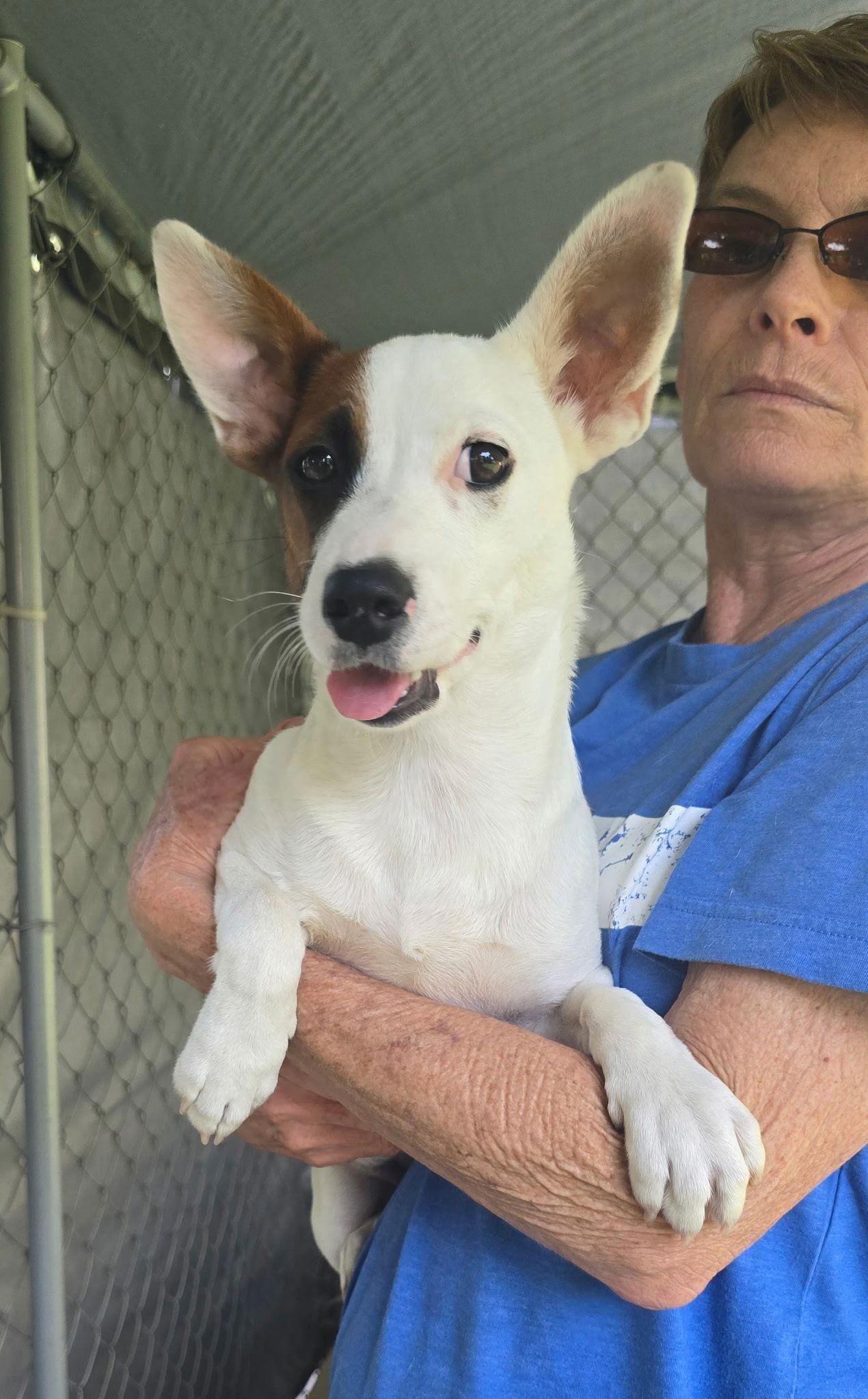 May, a Adopted Jack Russell Terrier in Oakhurst, NJ image 2/3