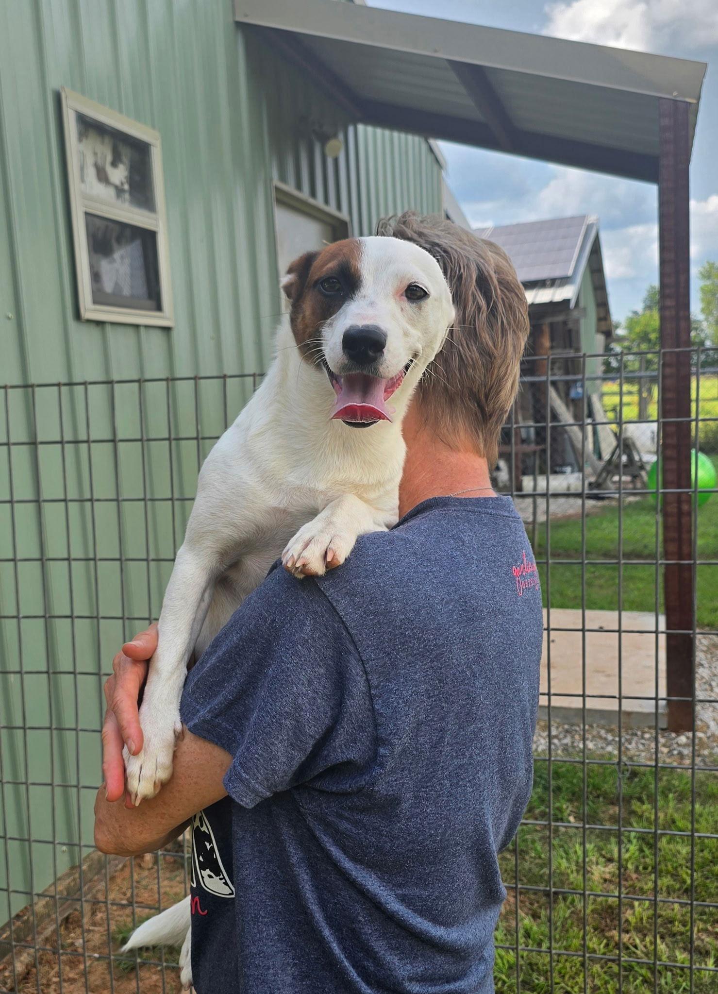 May, a Adopted Jack Russell Terrier in Oakhurst, NJ image 3/3