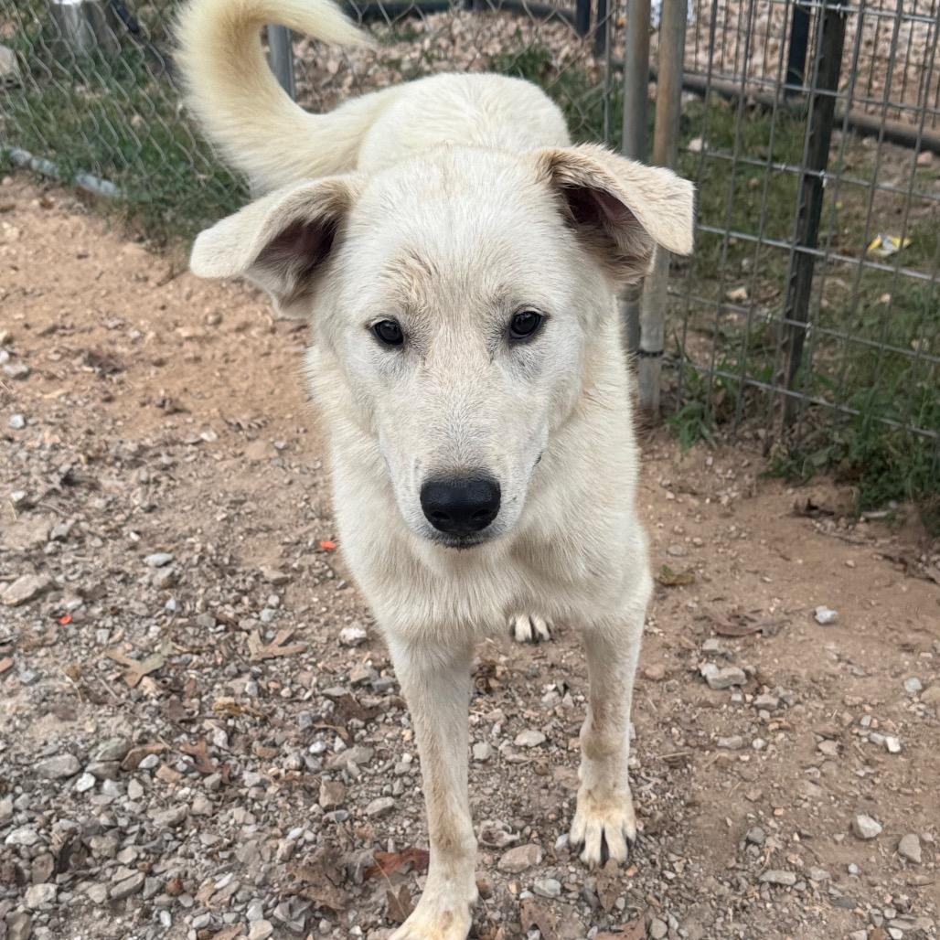 Saga, Adoptable, Young Female Great Pyrenees.