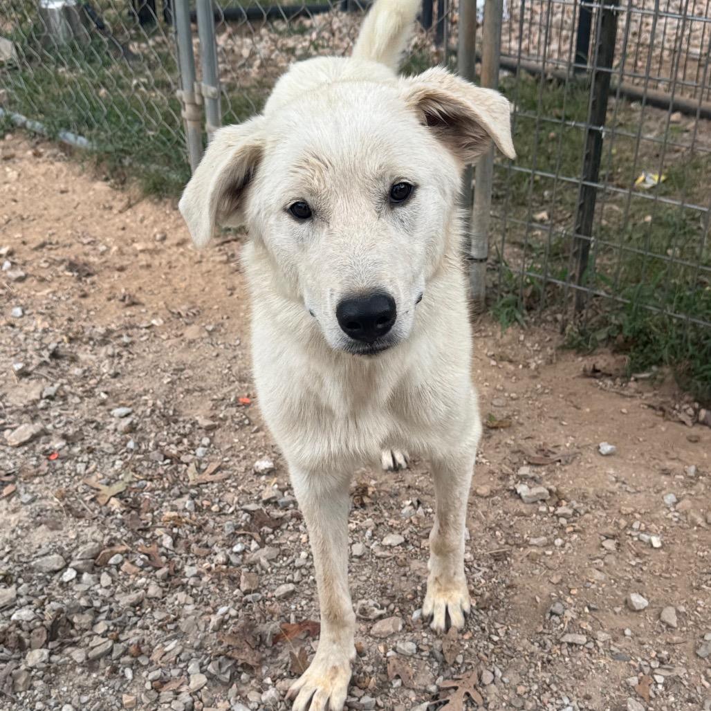 Enlarge Saga, a Adoptable Great Pyrenees in Pineville, MO image 2/2