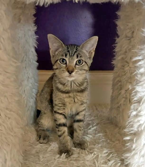 Miter, an adopted Domestic Short Hair in Morgantown, WV image 1/3