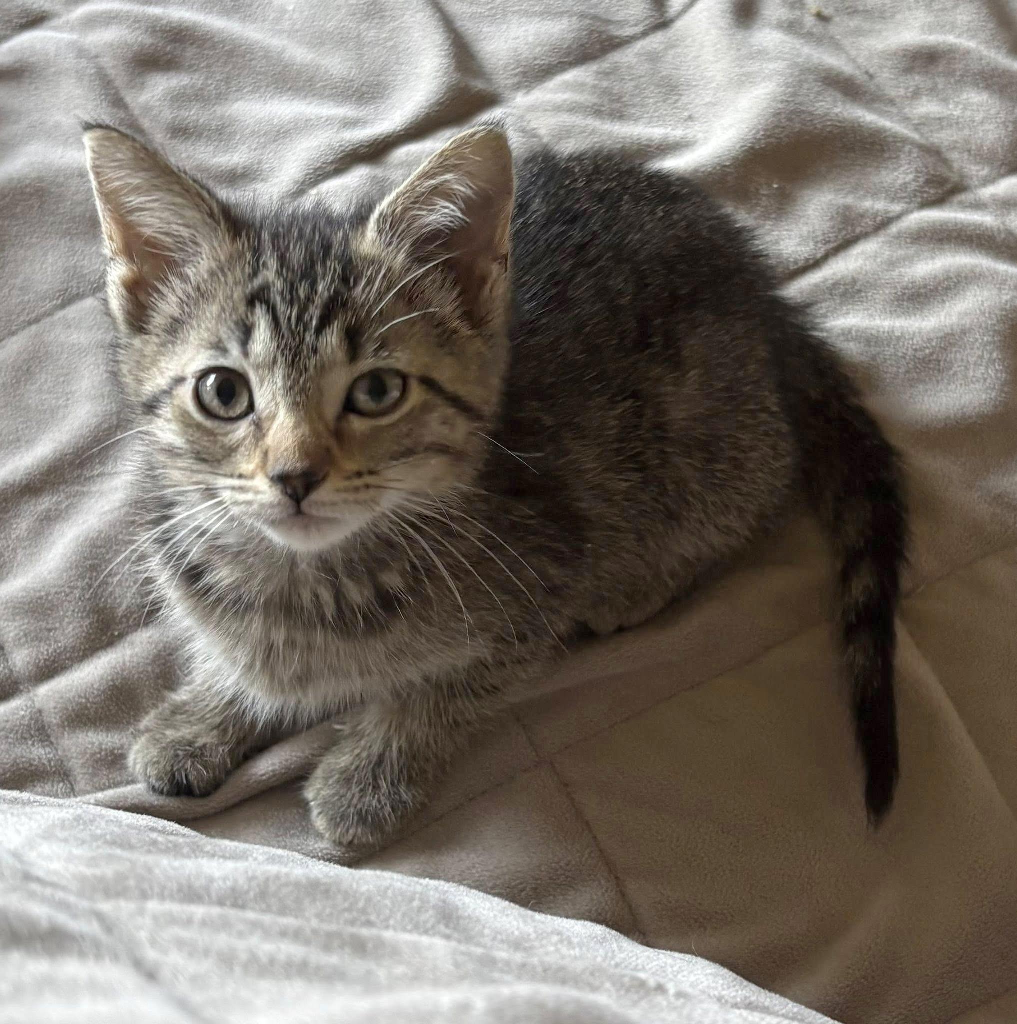 Enlarge Miter, a ADOPTABLE Domestic Short Hair in Morgantown, WV image 1/2