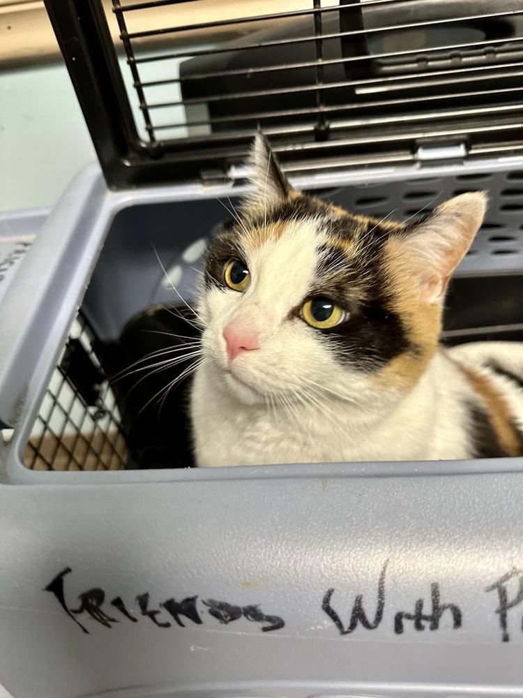 Miss Kitty, a Adoptable Domestic Short Hair image 2/4