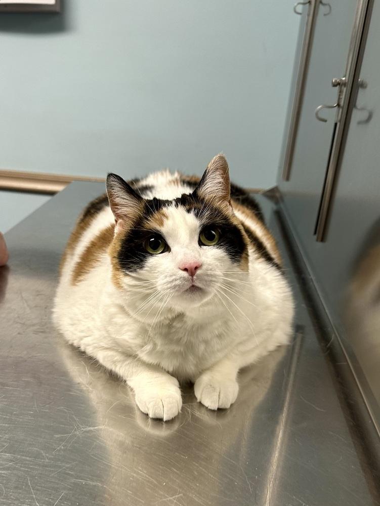 Miss Kitty, a Adoptable Domestic Short Hair image 3/4