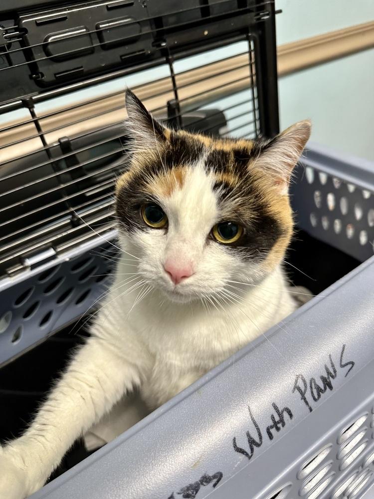 Miss Kitty, a Adoptable Domestic Short Hair image 4/4