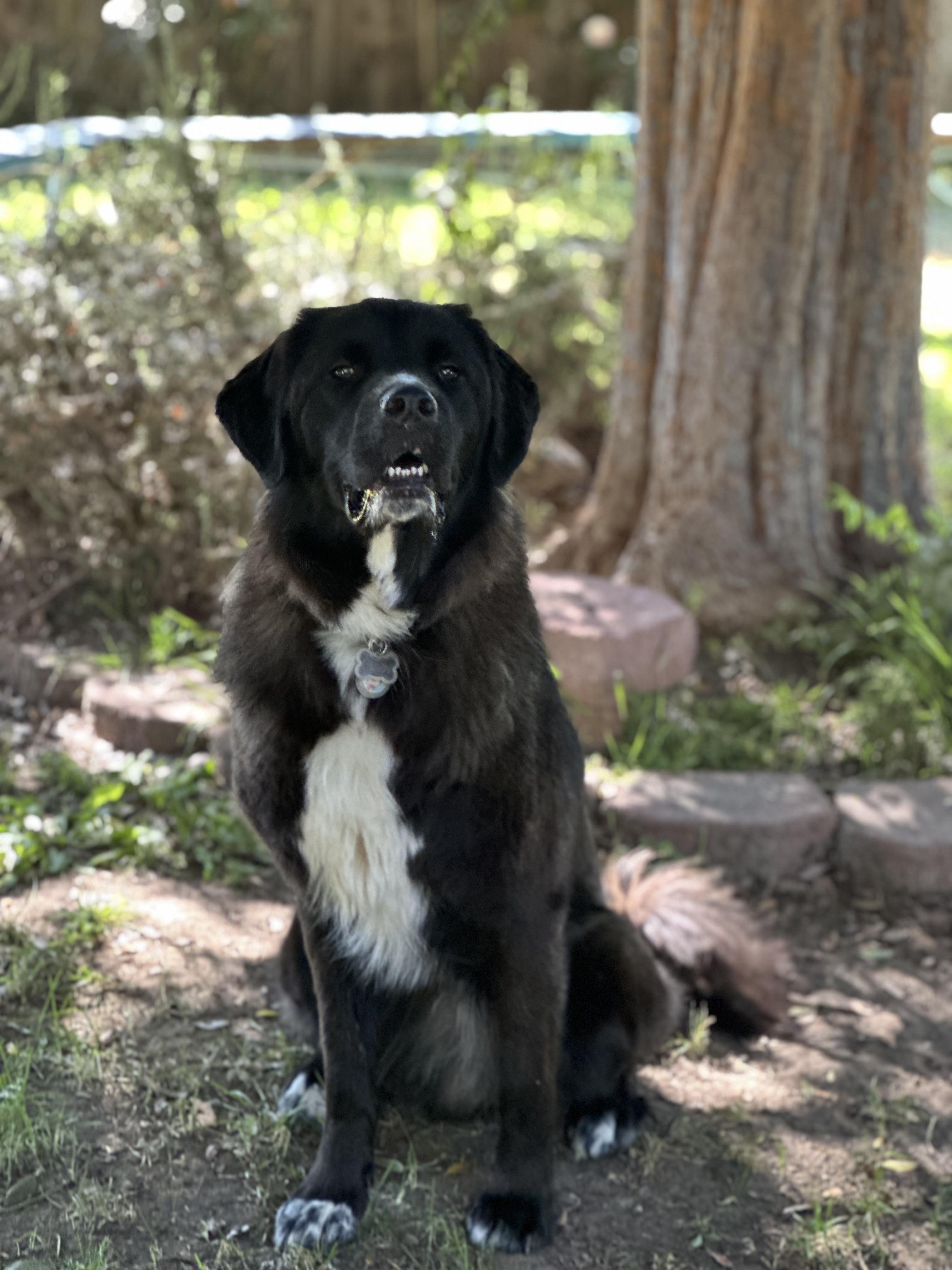 Courtesy Post FINN, Adoptable, Adult Male Great Pyrenees & Tibetan Mastiff.