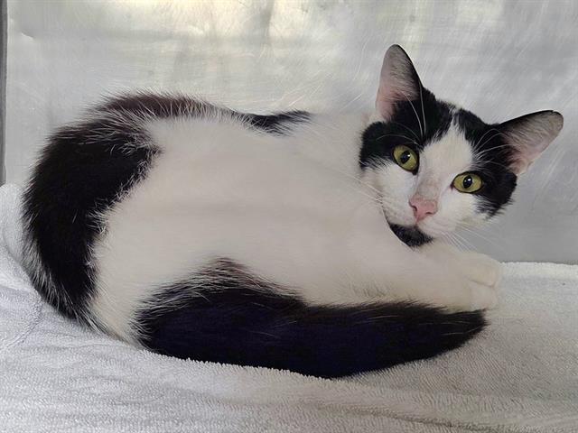 JASPER, Adoptable, Young Male Domestic Short Hair.