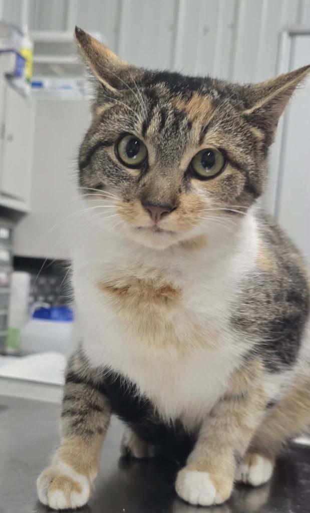 Enlarge Lily, a Adoptable mixed breed in Hillsdale, IN image 1/1